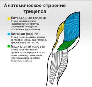 Анатомия мышц трицепса человека (латеральная, длинная, медиальная головка)
