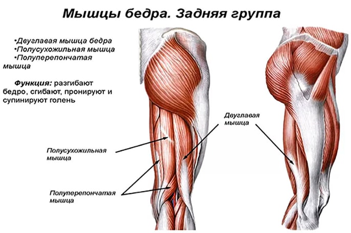 Анатомия мышц бедра (задняя группа)