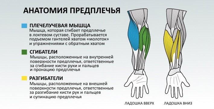 Анатомическое строение мышц предплечья