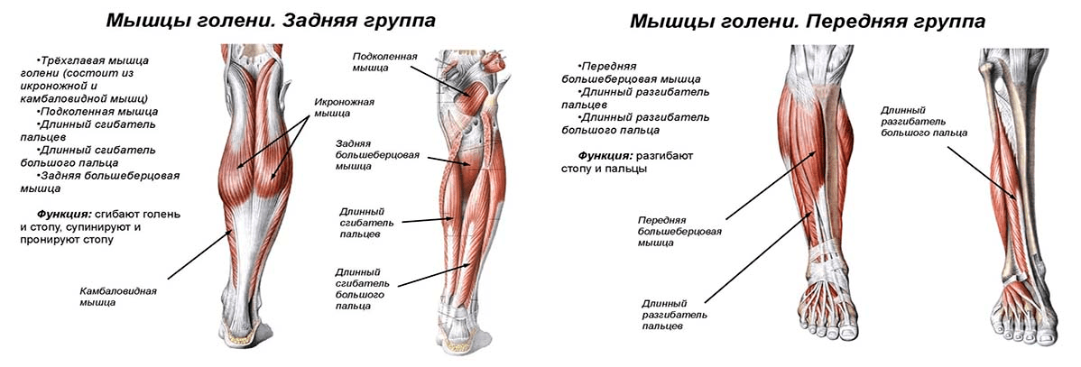 Строение мышц голени (передняя и задняя группа)