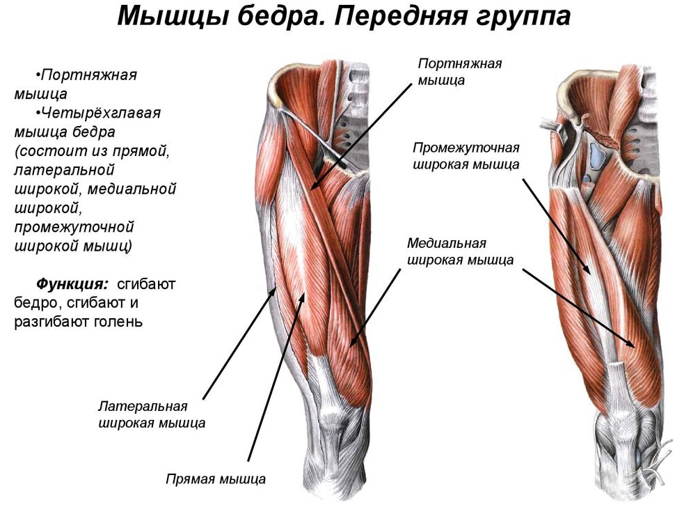 Анатомия мышц бедра (передняя группа)