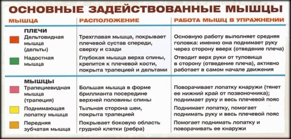 Задействованные мышцы в упражнении на плечи (дельты): подъем гантелей через стороны