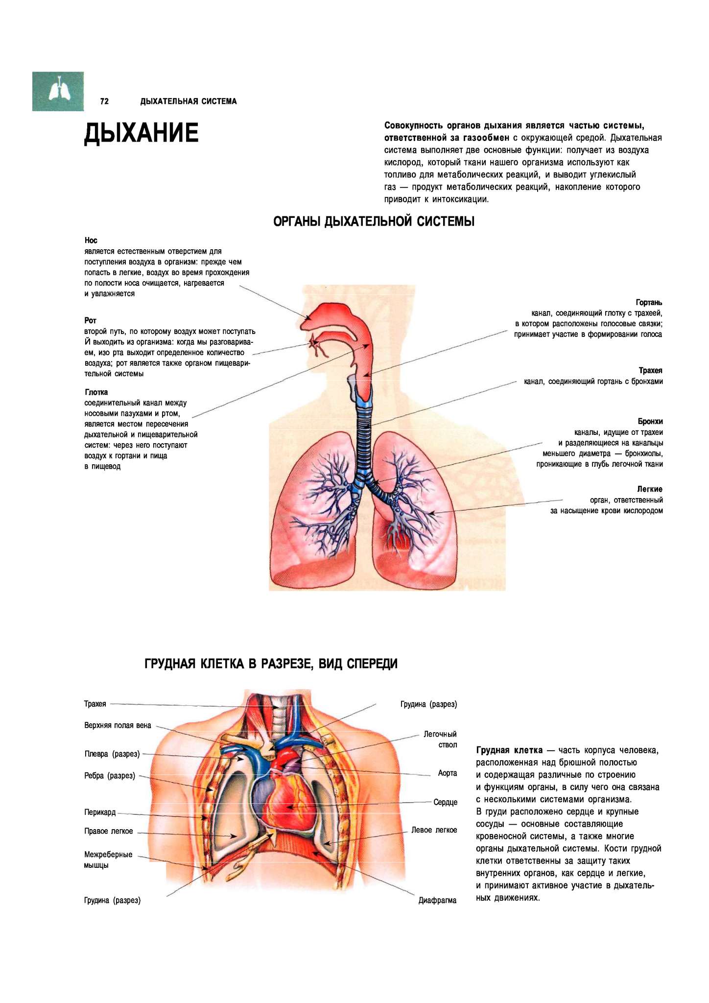 Анатомия человека дыхательная система 4 класс