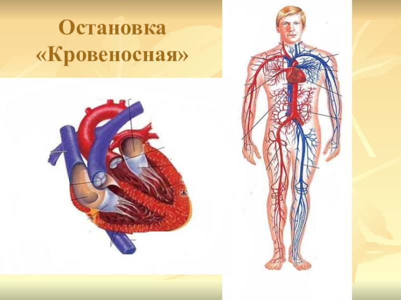 Укажите название органа кровеносной системы человека. Кровеносная система человека. Кровеносная система человека сердце. Кровеносная система 3 класс. Кровеносная система человека для детей.