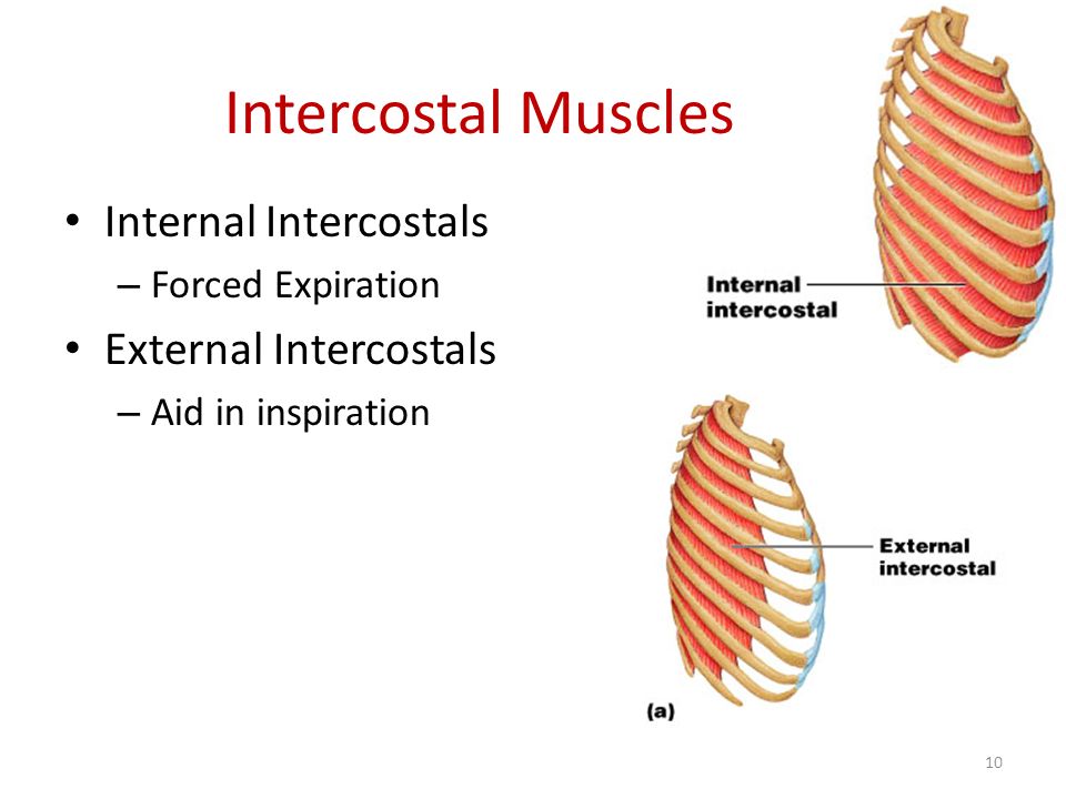 Intercostal Muscles Internal Intercostals External Intercostals