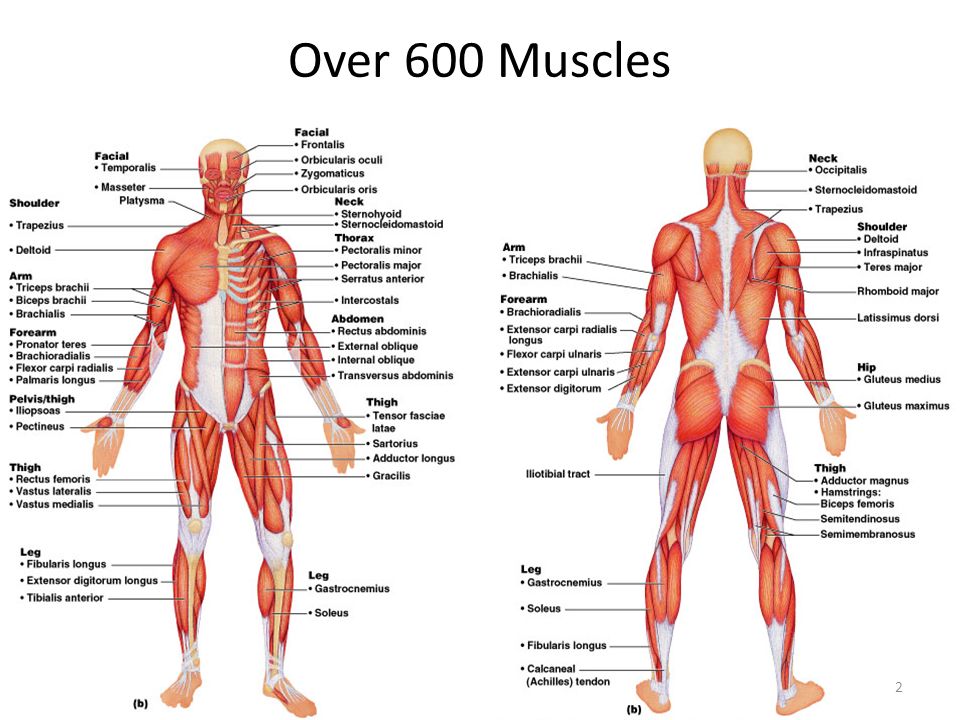 Over 600 Muscles
