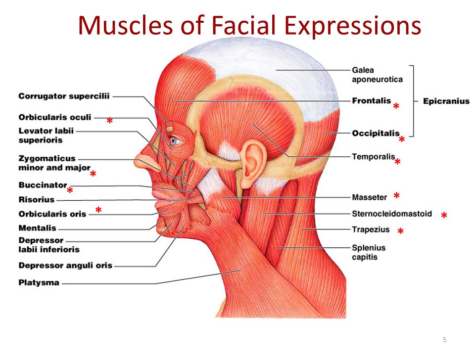 Muscles of Facial Expressions