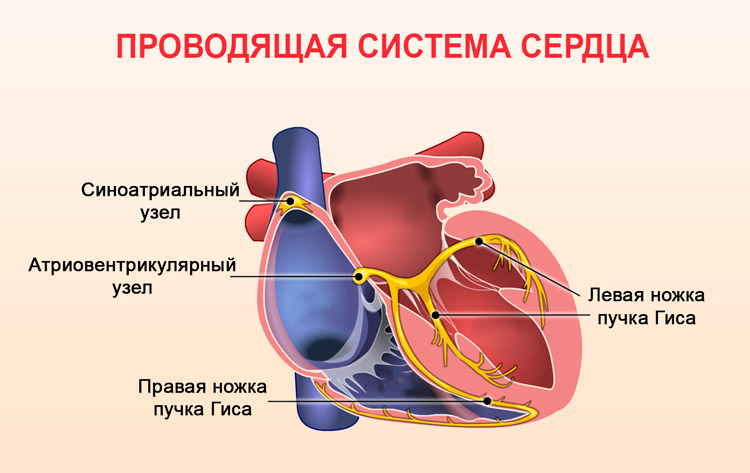Сердечный цикл