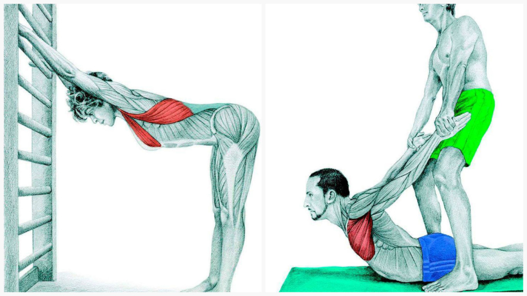 Растяжка мышц спины и груди после силовой тренировки
