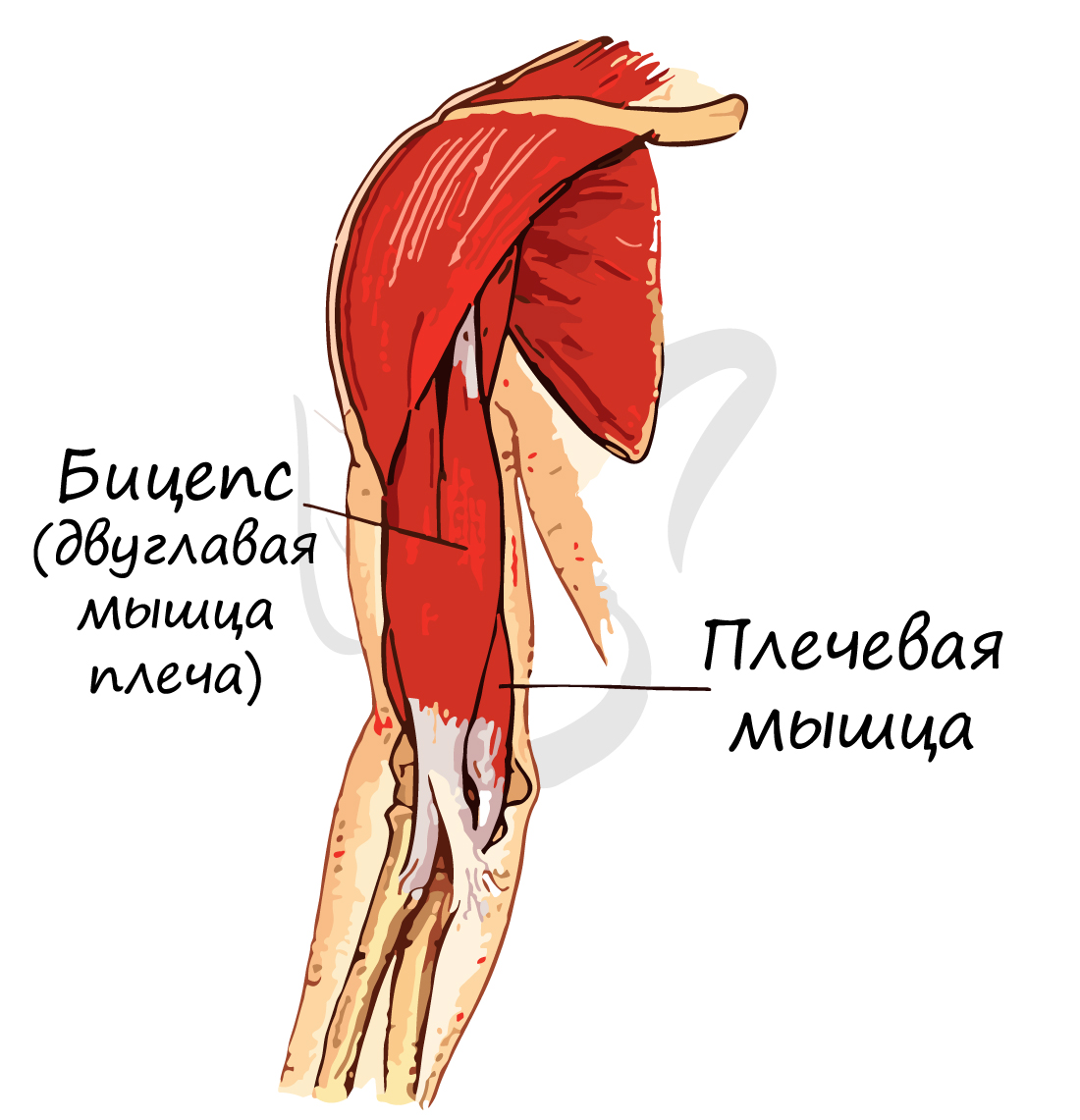 Мышцы синергисты бицепс и плечевая