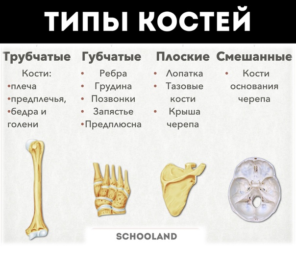 Кость изображенная на рисунке относится к костям