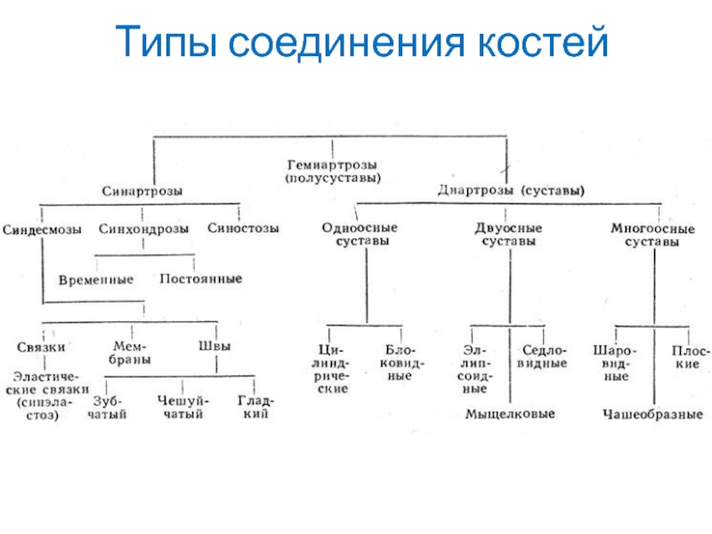 Составьте схему иллюстрирующую виды соединений костей