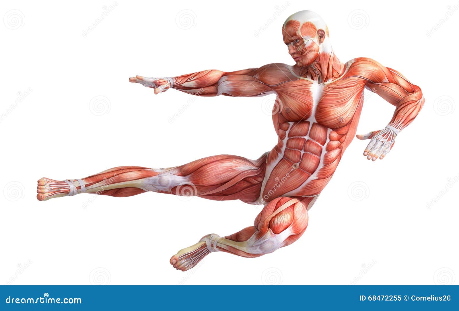 Мышцы человека на белом фоне