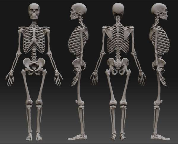 9 интересных фактов о человеческом скелете 