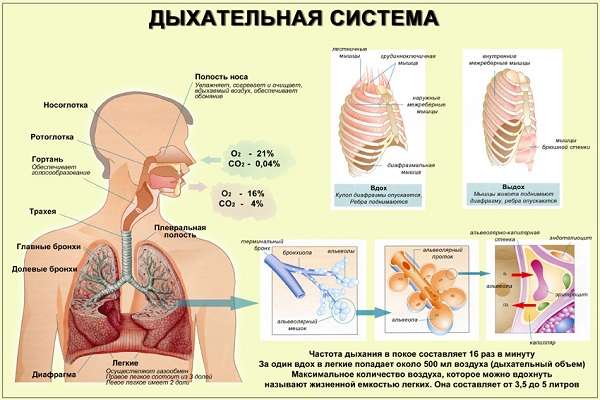 Дыхательная система человека строение и функции