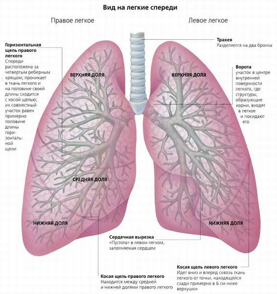 Дыхательная система человека строение и функции