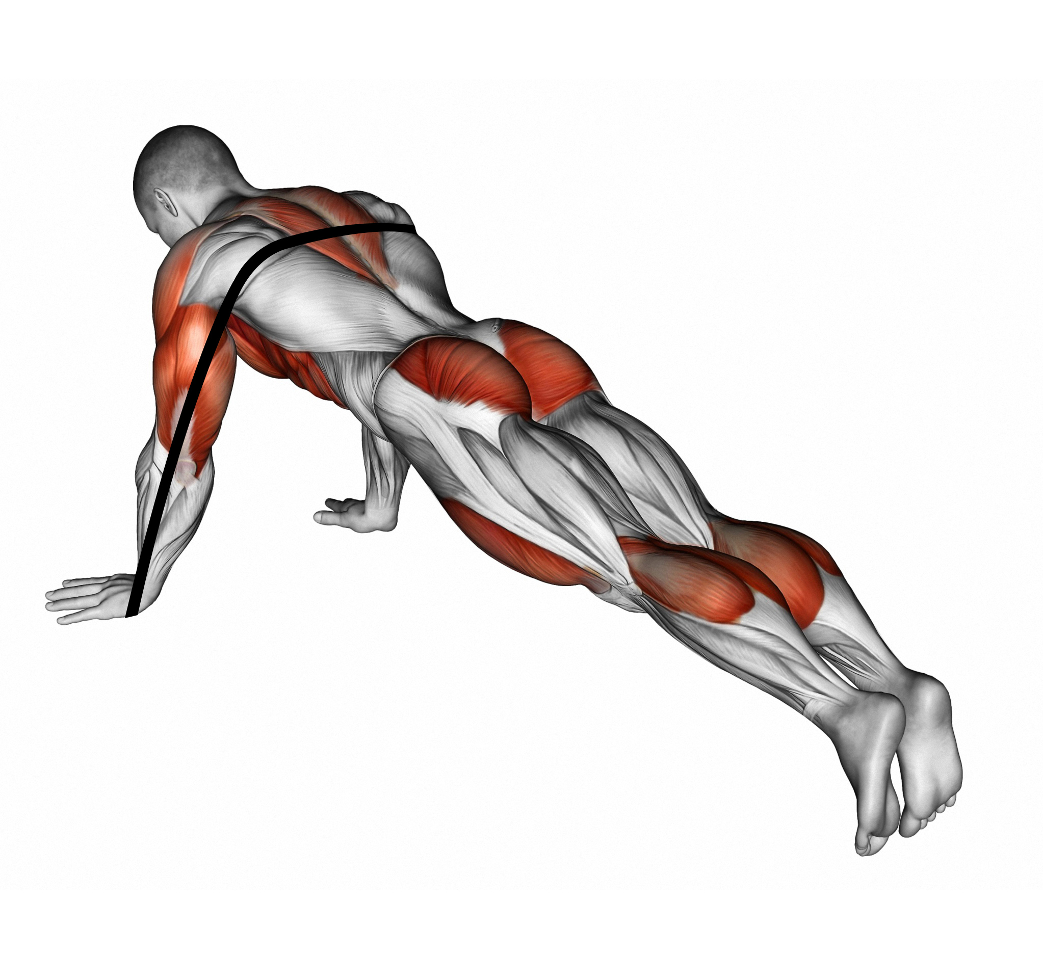 Верхние отжимания. Узкий хват отжимания группа мышц. Отжимания мышцы задействованы. Отжимания на предплечья. Мышцы задействованные при отжимании.