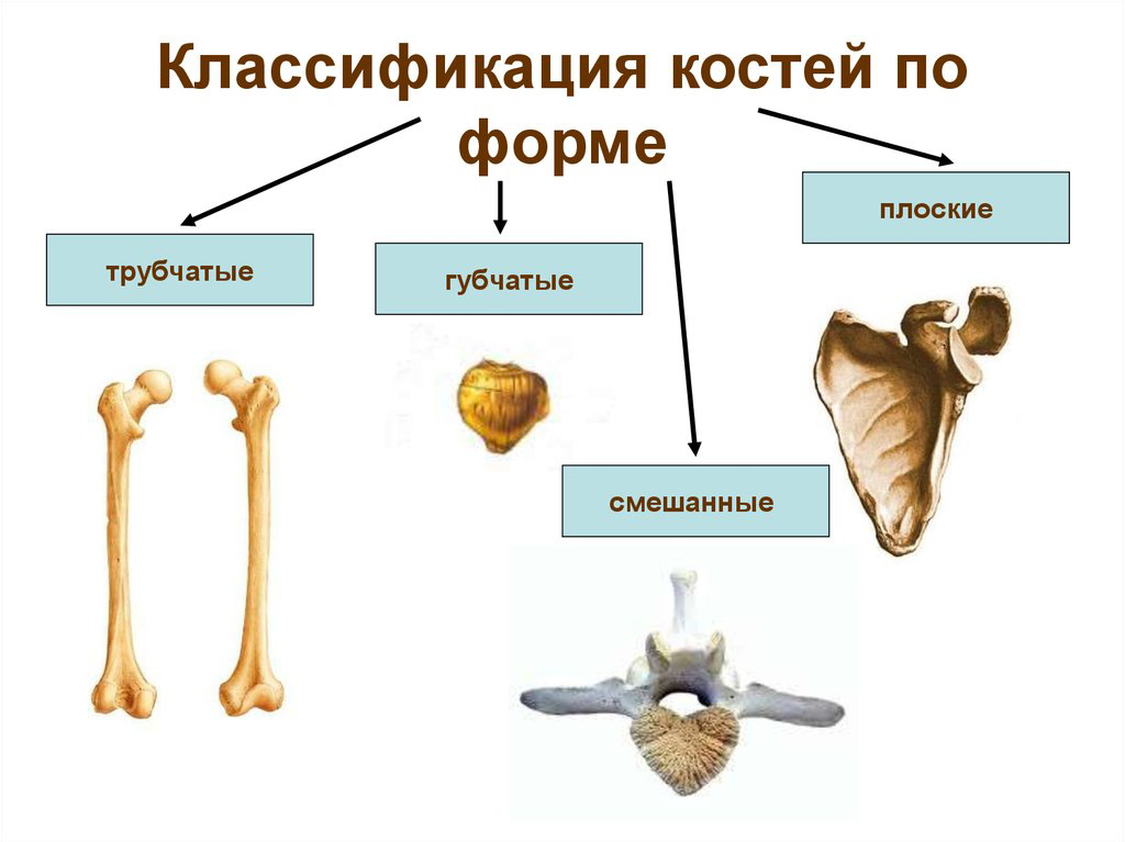 классификация костей