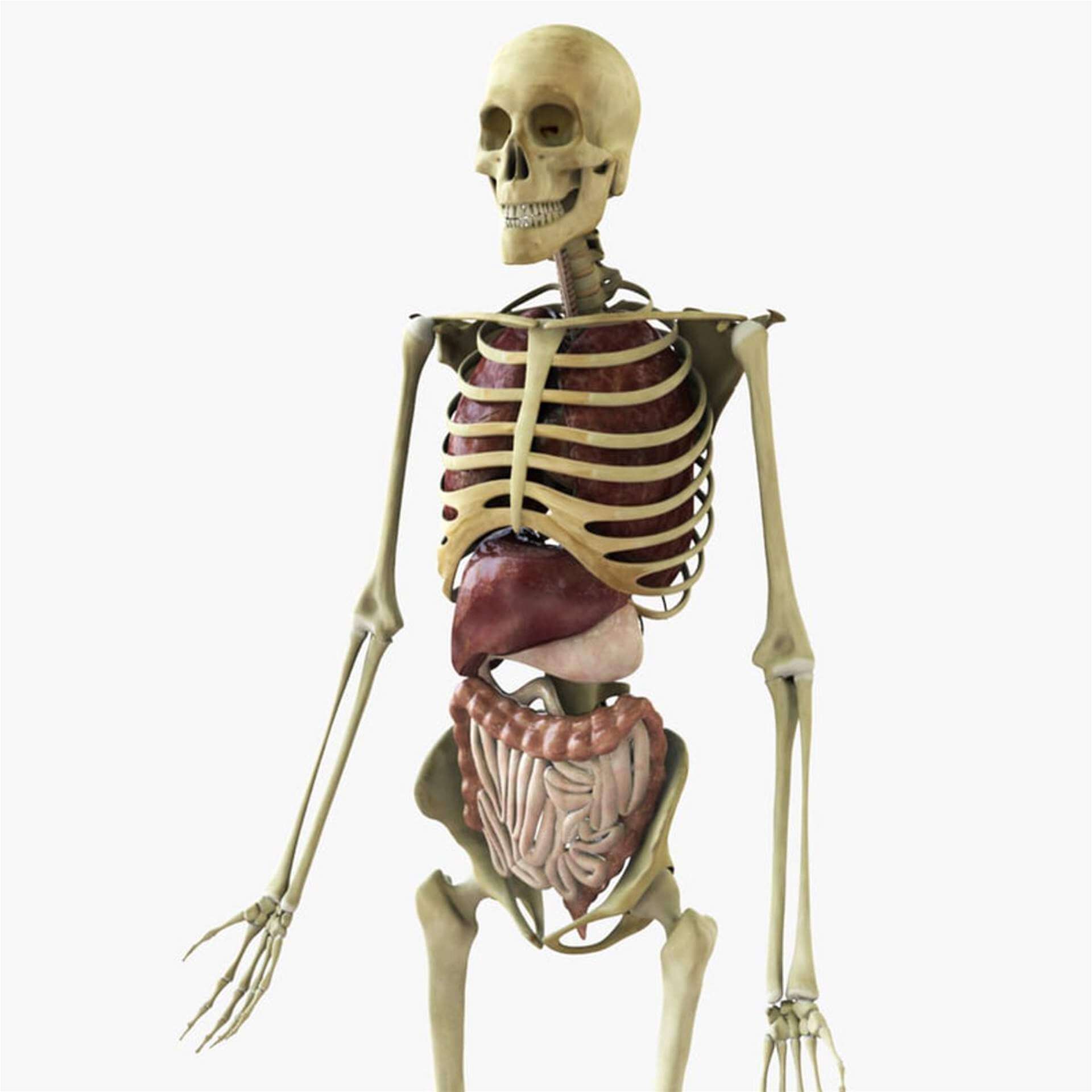 Человеческий скелет с органами