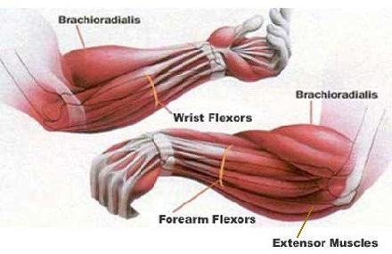 мышцы рук