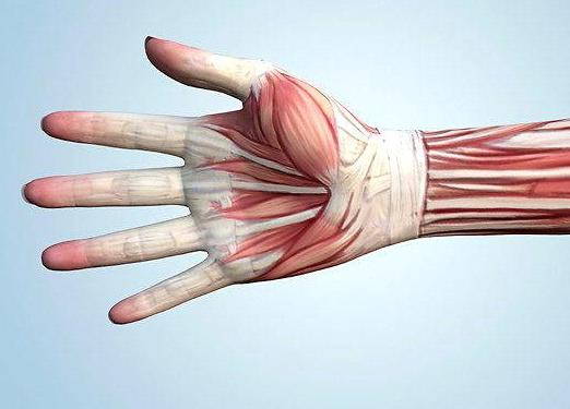 мышцы рук