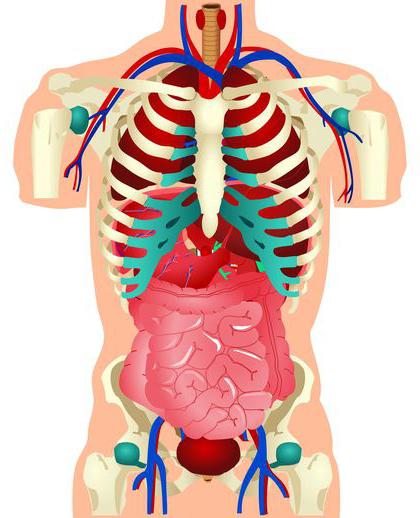 органы пищеварения