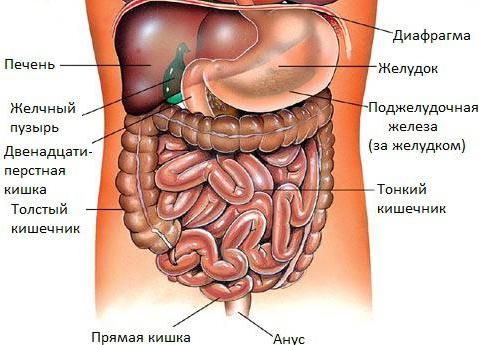 органы брюшной полости человека расположение