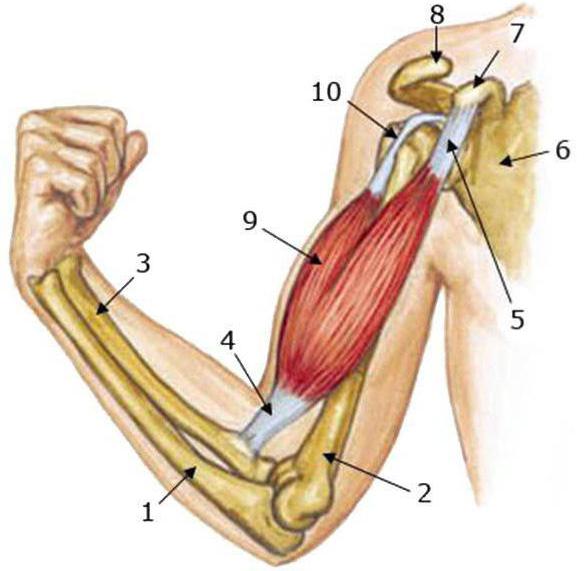 двуглавая мышца плеча прикреплена к костям