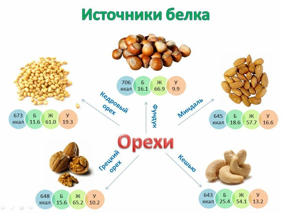 Орехи как источники белка