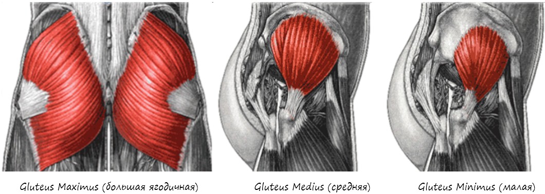 Большая ягодичная мышца. Малая ягодичная мышца анатомия. Ягодичные мышцы анатомия строение. Мышцы Глютеус Максимус. Большая средняя и малая ягодичные мышцы.
