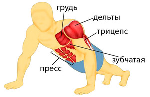 Работа мышц при отжиманиях от пола