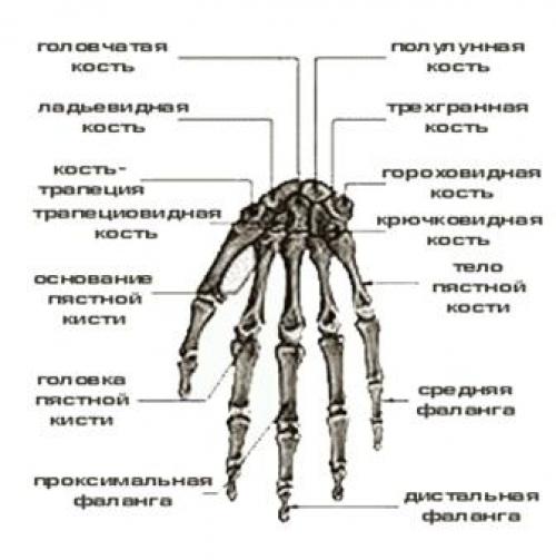 Кости человека функции. Функции скелета