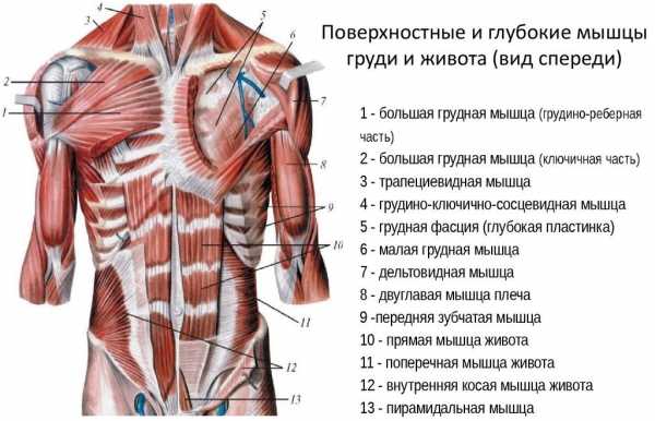 Косые мышцы живота у девушек фото