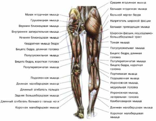 Мышцы на ногах фото