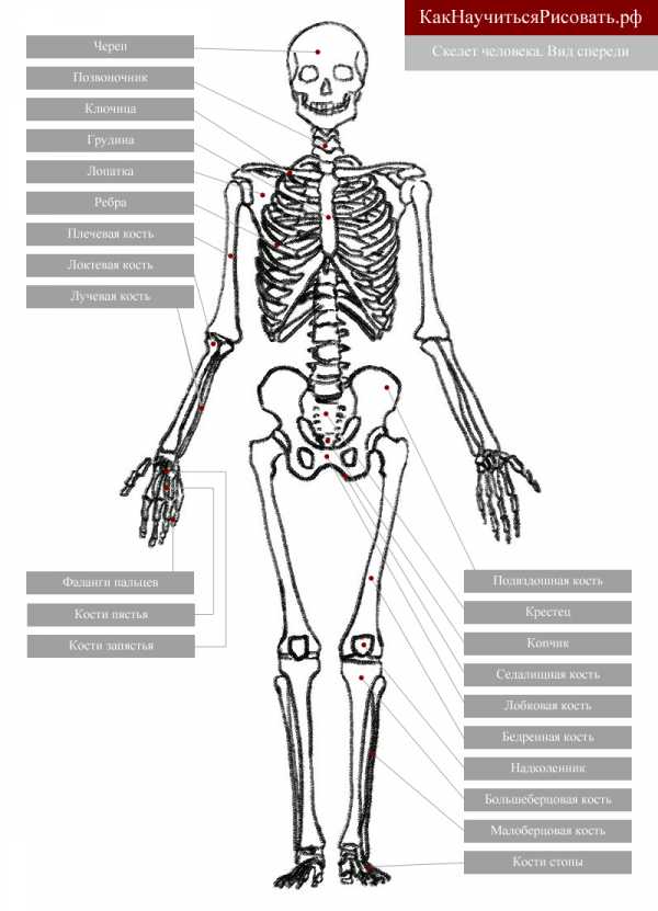 Строение скелета человека фото